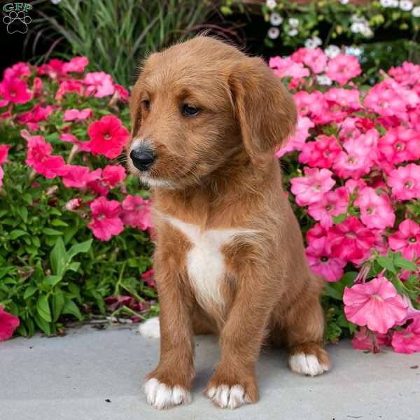 Melody, Labradoodle Puppy